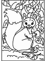 Eekhoorn Scoiattolo Eikel Dieren Eichhörnchen Colorare Stampa Disegno sketch template