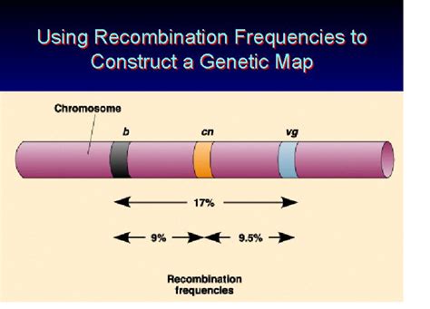 Gene Linkage Mapping And Sex Linked Genes Screen 11 On