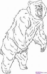 Bear Grizzly Coloring Drawing Pages Draw Step Standing Drawings Animal Printable Dessin Imprimer Coloriage Animals Outline Dragoart Kids Bears Adult sketch template