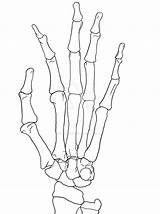 Skeleton Drawing Hand Hands Getdrawings sketch template