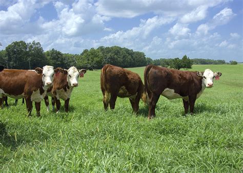 price numbers    beef cattle  state mississippi state