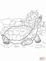 Tortoise Galapagos Turtle Tortue Galápagos Russian Aldabra Géante Dentistmitcham sketch template