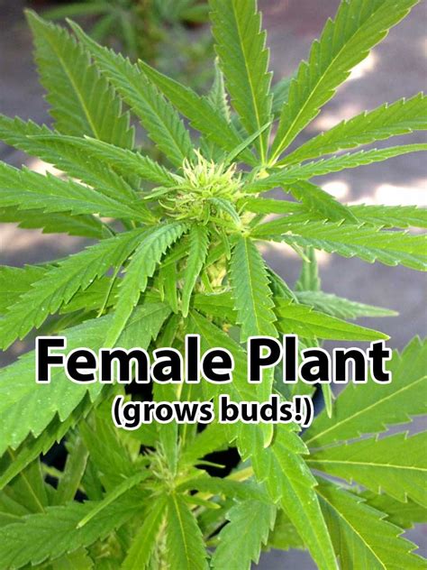 Male Vs Female Cannabis Plants Grow Weed Easy