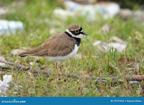 ringed plover stock photo image   yellow