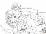 Baboon Pages Coloring Baby Realistic Printable Print Mother Moms Color Kids Drawing Coloringbay Skip Main sketch template