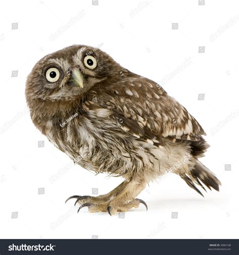 young owl  front   white background stock photo  shutterstock
