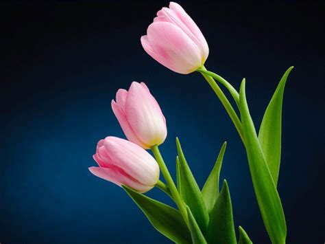 tulips flowers wallpapers wallpaper cave