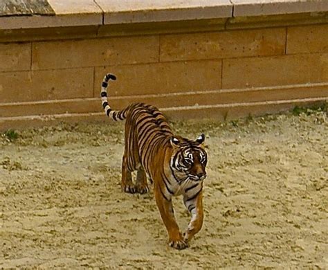 tiger tiger zebra animals