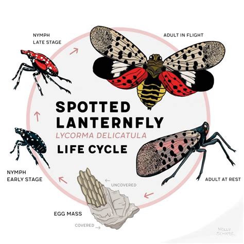 spotted lantern flies life cycle  xxx hot girl