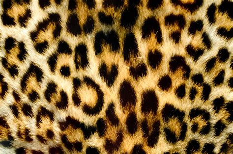 leopard background  stock photo public domain pictures