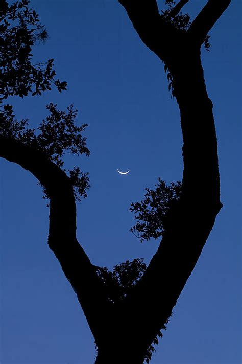 crescent moon  tree photograph  bill chambers fine art america