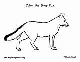 Fox Gray Coloring Exploringnature sketch template