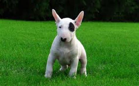 bull terrier dog breed information images characteristics health