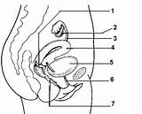 Reproductive Organs Unlabeled Pelvis Croquis sketch template