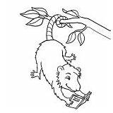 Possum Reading Book Coloring sketch template