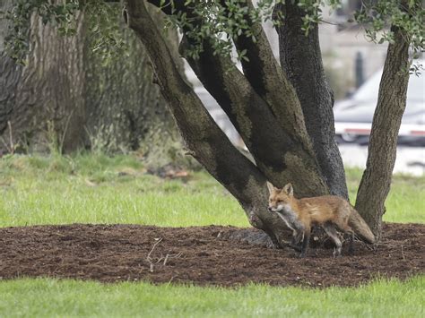 capitol fox fascinated folks    mentioned  cost