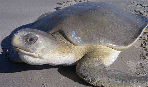 flatback turtle turtle