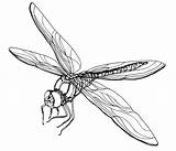 Dragonfly Coloring Pages Printable Fly Dragon Kids sketch template