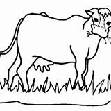 Cow Coloring Grass Eating Hungry Netart Drawing Kids sketch template