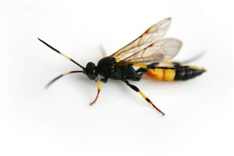 Giant Black Ichneumon Wasp