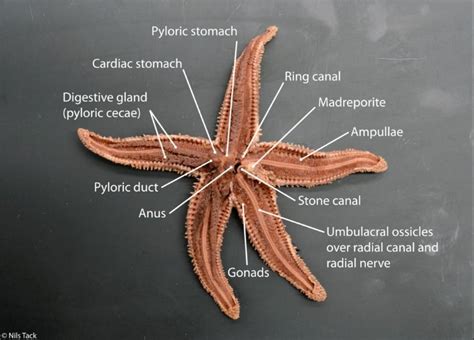 sea star dissection complete internal anatomy animal science english projects marine biologist