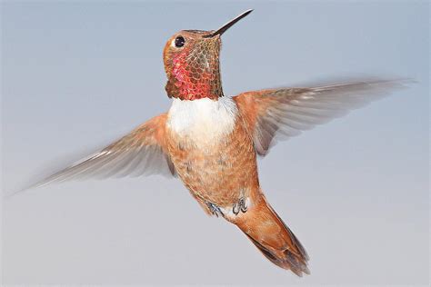 rufous hummingbird