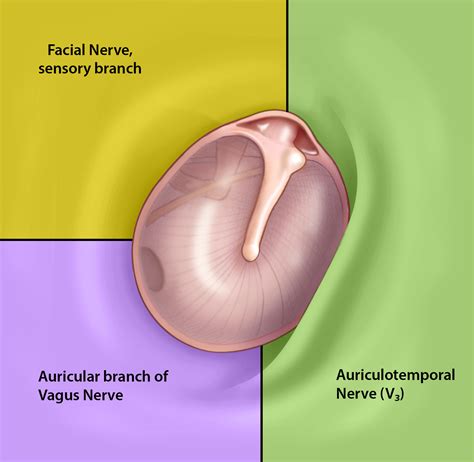 surgical anatomy   ear oto surgery atlas
