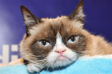 report  grumpy cat   million   years  completely inaccurate vox
