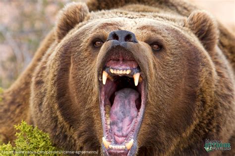 fwp news hunter kills grizzly bear  encounter  beattie gulch