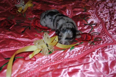 shamrock rose aussies update we have puppies born 5 3 16 out of shamrock rose and big ed