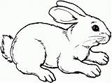 Kelinci Mewarnai Hewan Binatang Lucu Belajar Menggambar Anak Sketsa Coniglio Tk Cara Colorare Terlengkap Mewarna Animasi Kucing Rabbit Paud sketch template