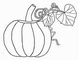 Coloring Pumpkins Pumpkin sketch template