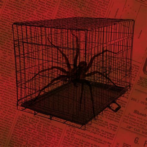 spider cage rdph
