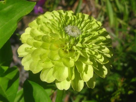 lime zinnia july    farmers daughter flickr