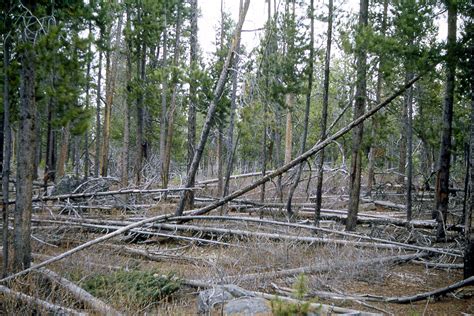 filelodgepole pine forest jpg wikipedia
