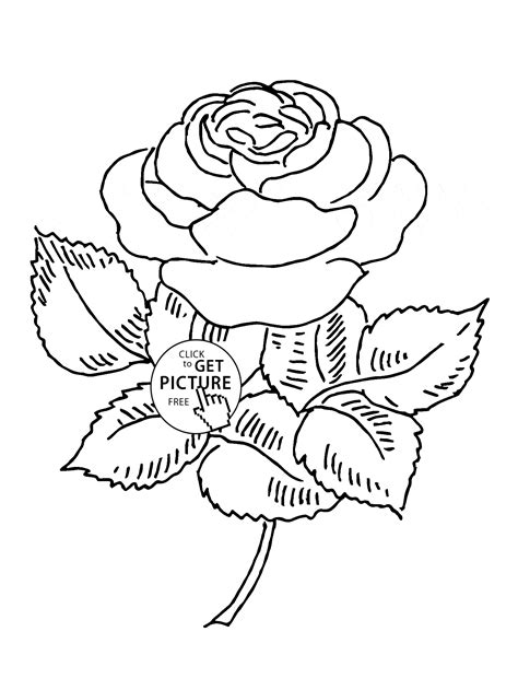 rose flower coloring page  crafter files