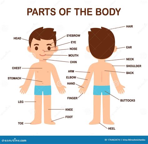 cute boy body parts stock vector illustration  language