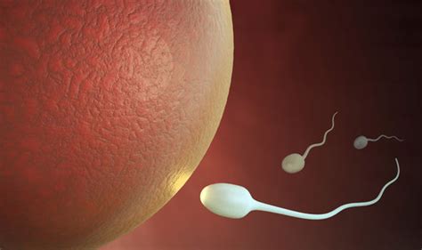 sperm count male infertility could be improved by taking l carnitine supplement health life