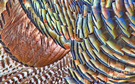 turkey feather colors photograph  gary beeler fine art america
