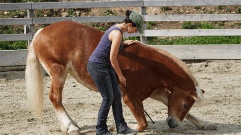 horse trainer study work grow