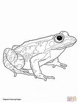Coloring Frogs Tadpole Pages Printable Drawing Getdrawings Categories sketch template