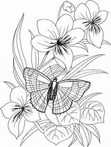 Butterfly Flower Drawing Getdrawings sketch template