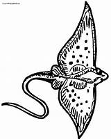 Stingray Coloring Pages Popular Library Clipart Line sketch template