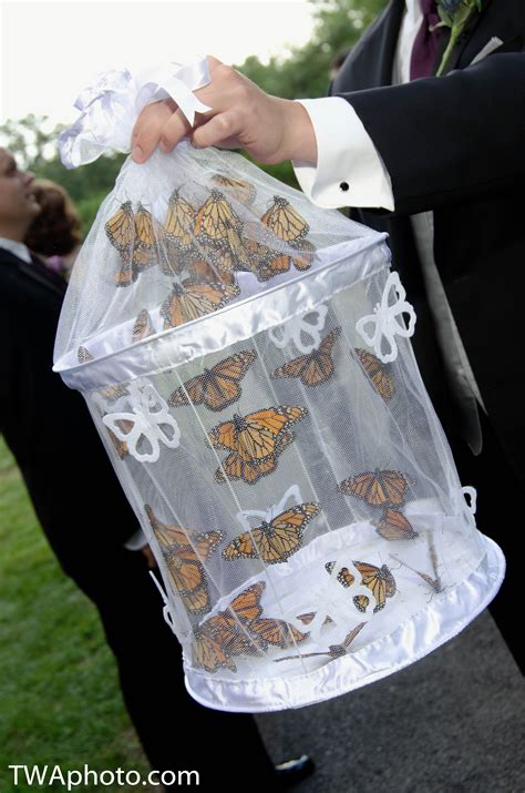 42 butterfly release wedding poem information