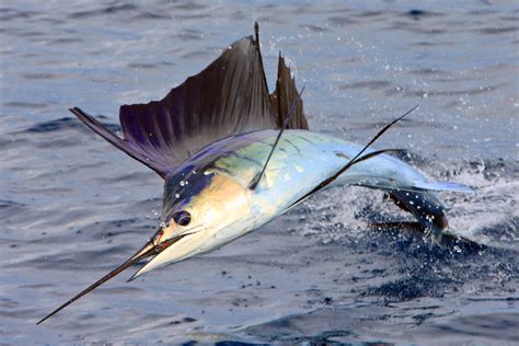 summer sailfish salt water fishing animals animals   world