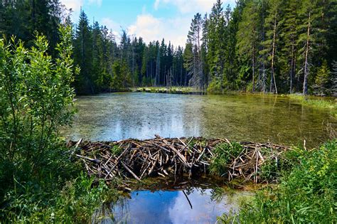 beaver dams mitigate  effects  climate change  rivers earthcom