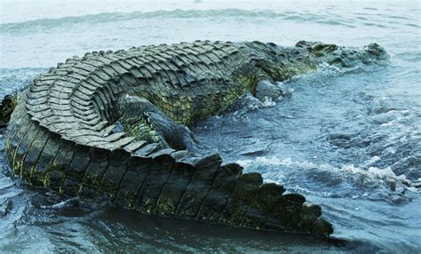 list   biggest crocodile   world
