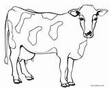 Cow Coloring Pages Printable Kids Colour Sheets Choose Board sketch template