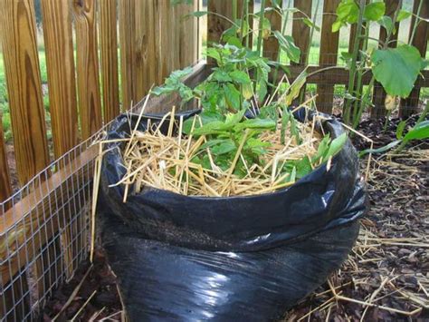 grow potatoes   trash bag  plant guide