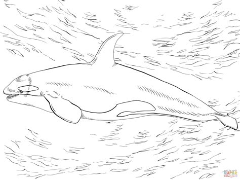 killer whale orca coloring page  printable coloring pages